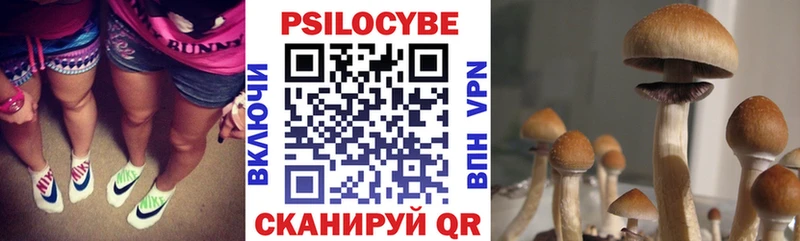 как найти   Казань  Псилоцибиновые грибы GOLDEN TEACHER 