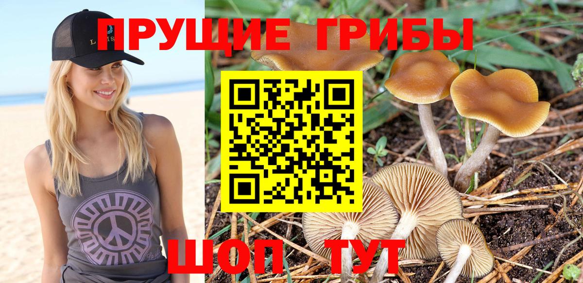 Псилоцибиновые грибы Psilocybine cubensis Казань